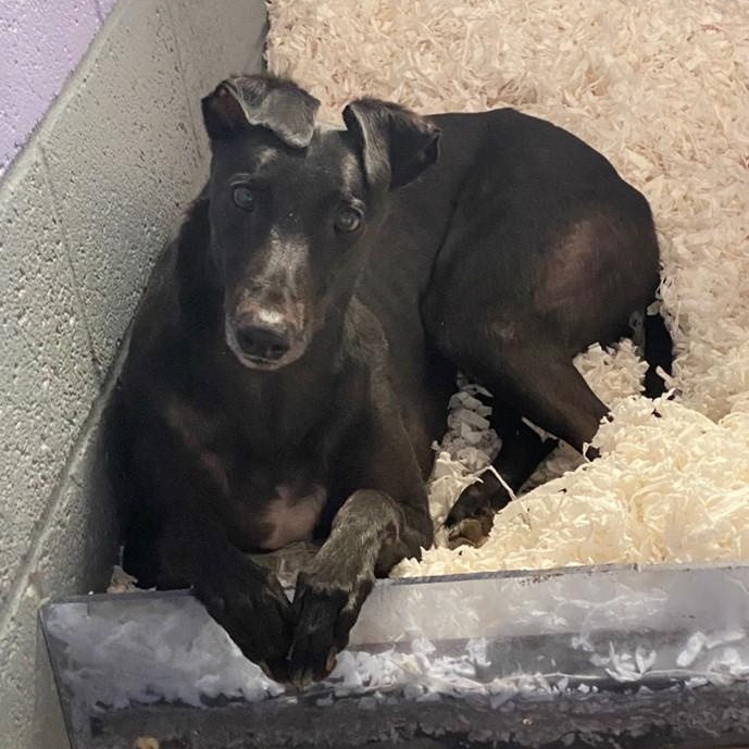 Enlarge King, a Adoptable Greyhound in Hobart, IN image 2/3