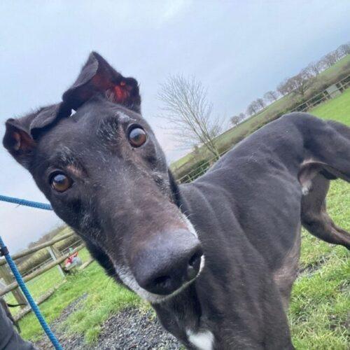 Enlarge King, a Adoptable Greyhound in Hobart, IN image 3/3