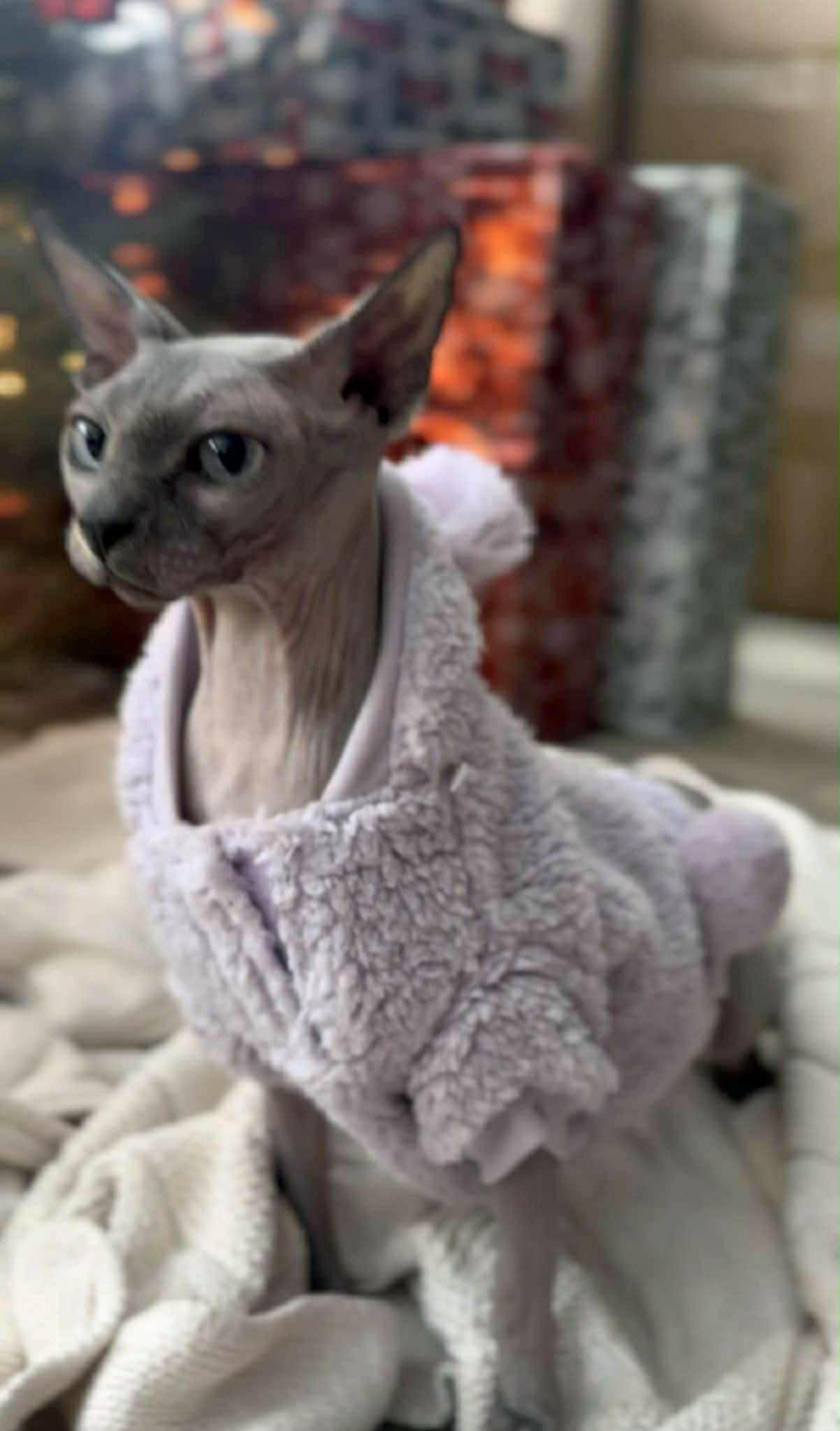 Enlarge Nila, an adopted Sphynx / Hairless Cat in Marion, NC image 1/1
