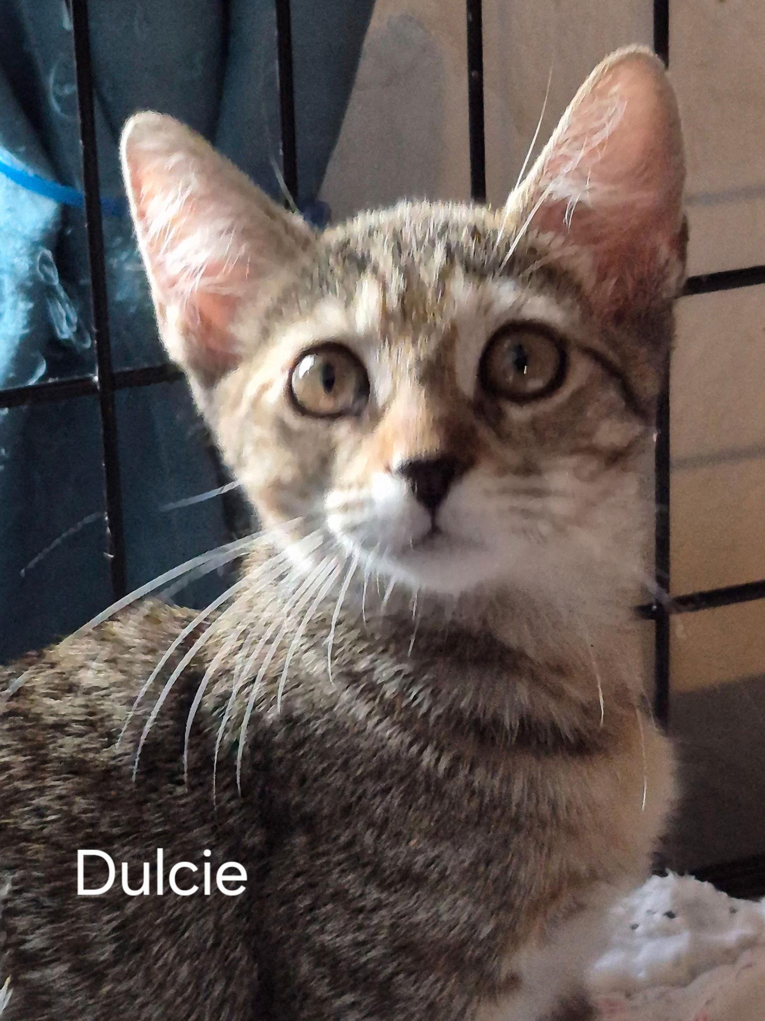 Enlarge Dulcie, a Adoptable Domestic Short Hair in Oviedo, FL image 1/1