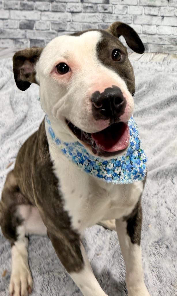 Tess, Adoptable, Young Female Mixed Breed.