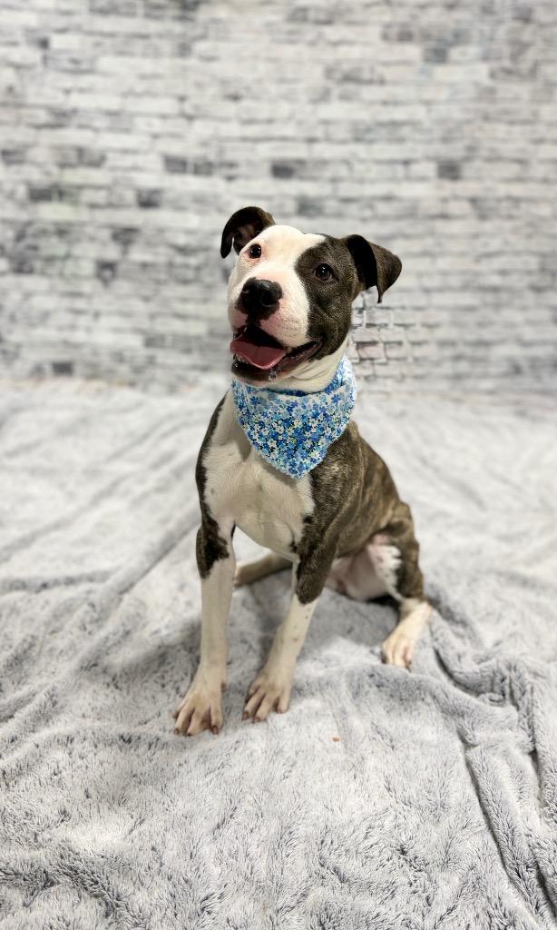 Enlarge Tess, a Adoptable Mixed Breed in Muskegon, MI image 2/4