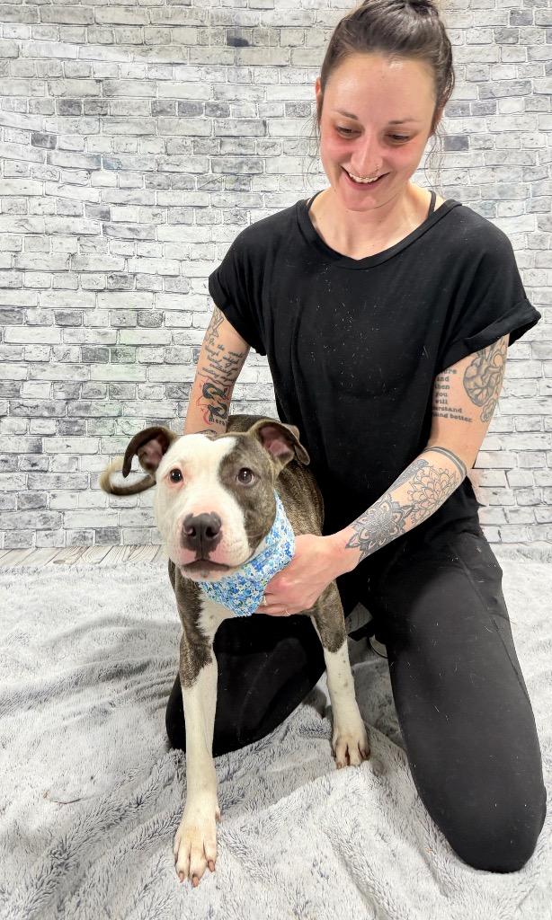 Enlarge Tess, a Adoptable Mixed Breed in Muskegon, MI image 3/4