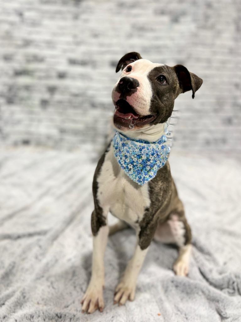 Enlarge Tess, a Adoptable Mixed Breed in Muskegon, MI image 4/4