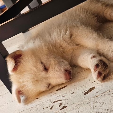 Enlarge Alpha In Foster Care, a Adoptable mixed breed in Honesdale, PA image 1/2