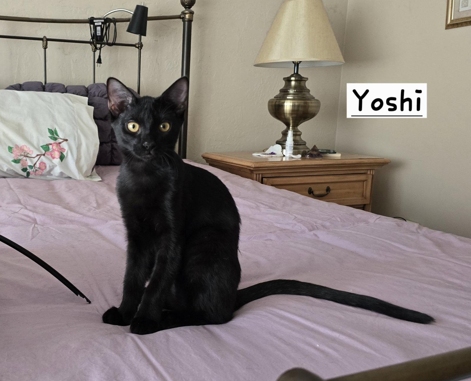 Yoshi, Adoptable, Young Male Domestic Short Hair.