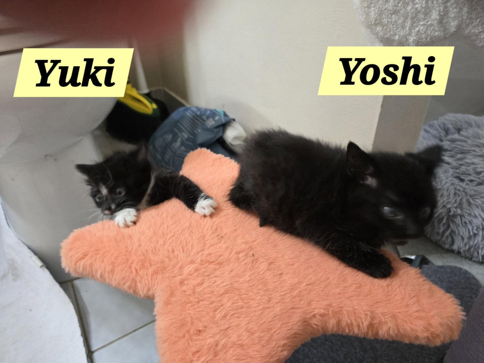 Enlarge Yoshi, a Adoptable Domestic Short Hair in Boynton Beach, FL image 2/3