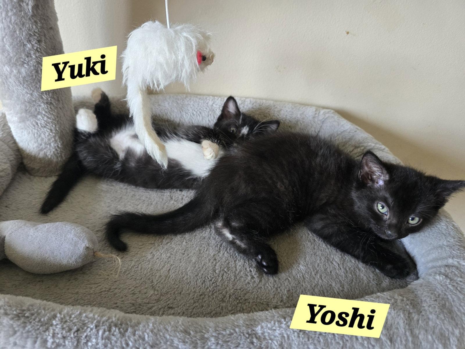 Enlarge Yoshi, a Adoptable Domestic Short Hair in Boynton Beach, FL image 3/3