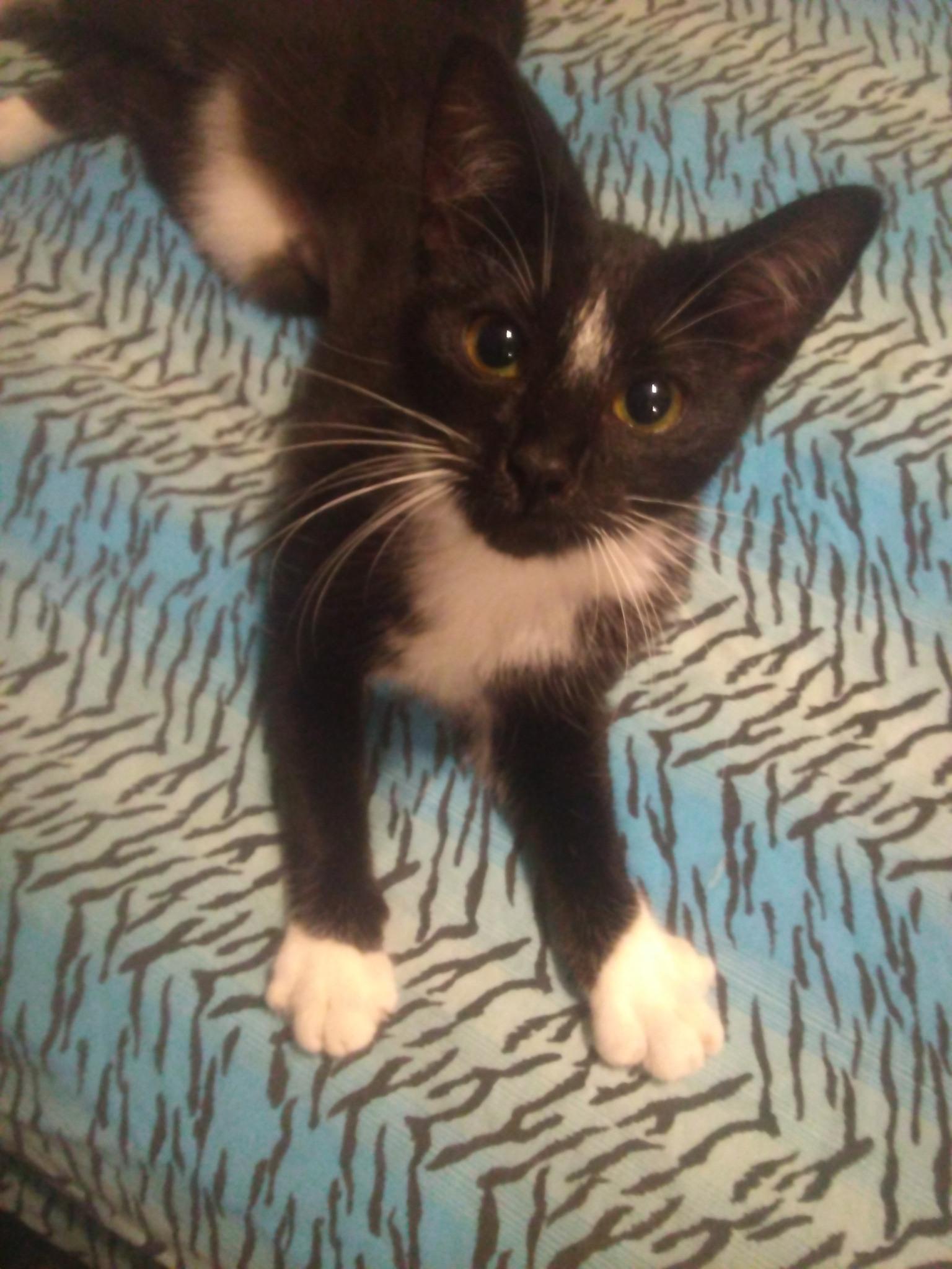 Enlarge Flower, a Adoptable Tuxedo in Scotland Neck, NC image 3/5