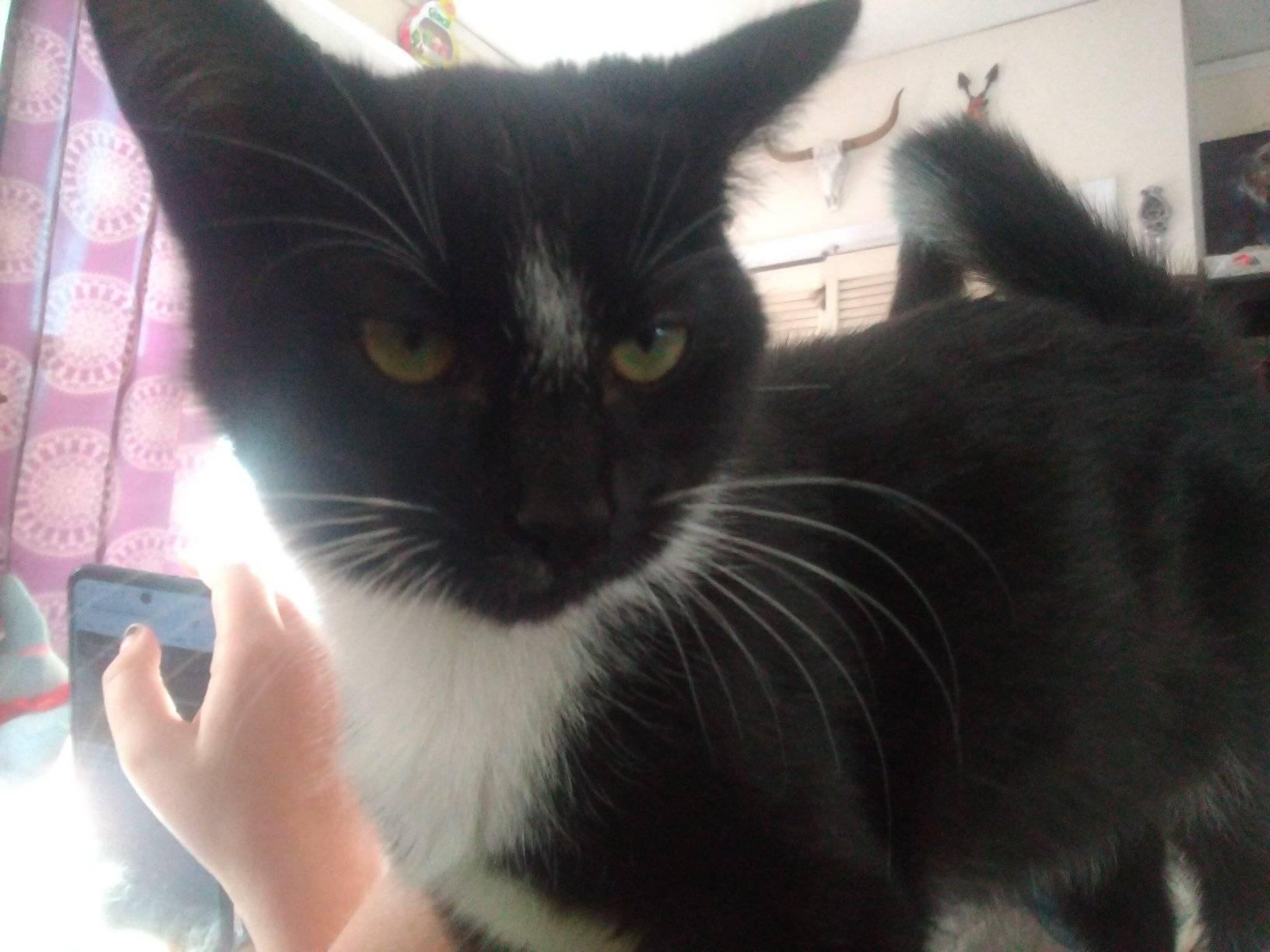 Enlarge Flower, a Adoptable Tuxedo in Scotland Neck, NC image 4/5