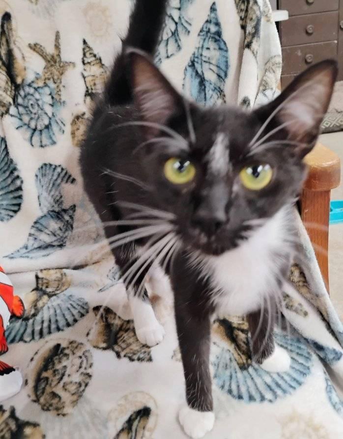 Enlarge Flower, a Adoptable Tuxedo in Scotland Neck, NC image 2/5