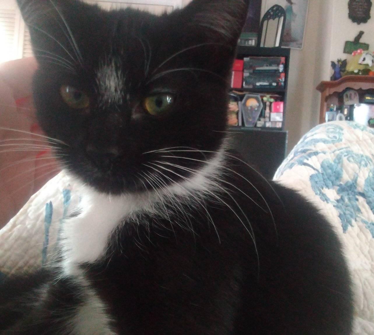 Enlarge Flower, a Adoptable Tuxedo in Scotland Neck, NC image 5/5