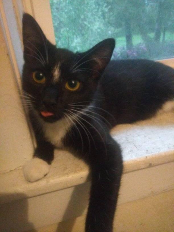 Enlarge Flower, a Adoptable Tuxedo in Scotland Neck, NC image 1/5