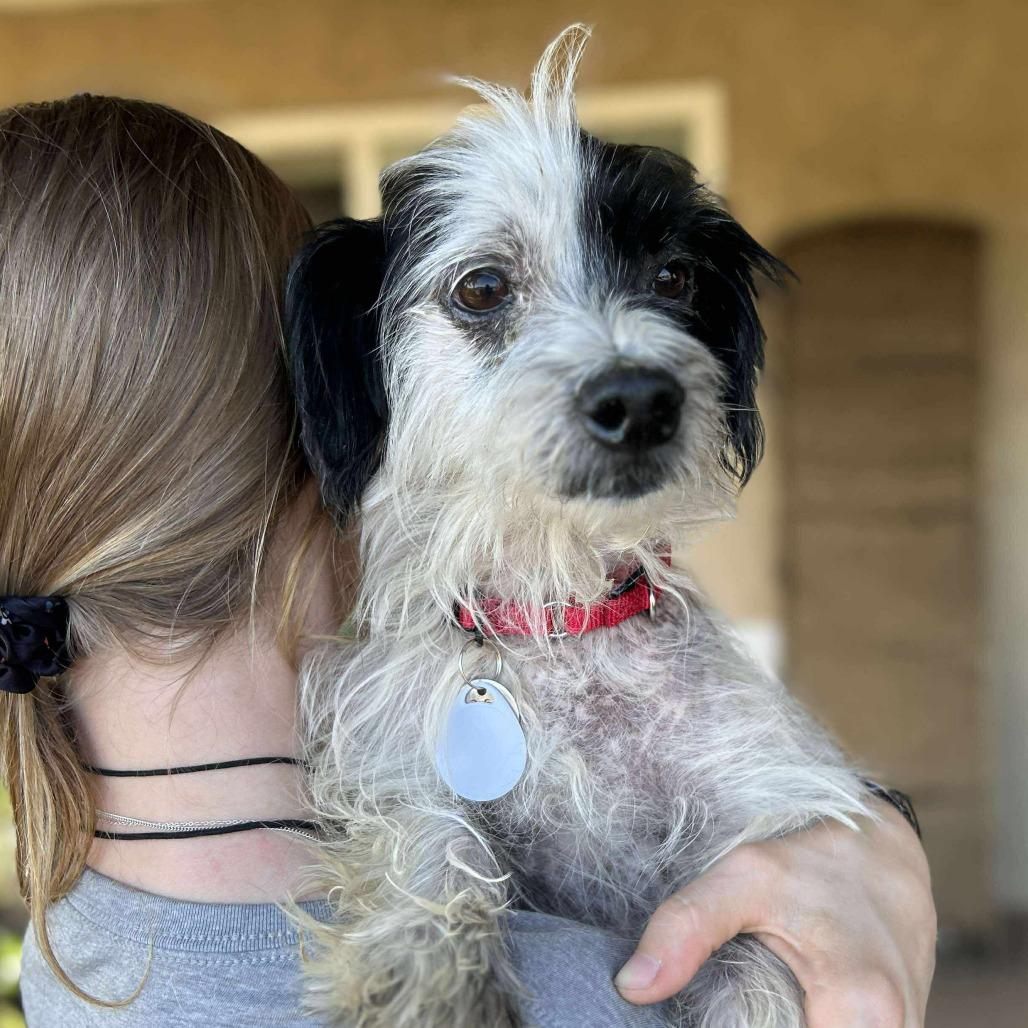Sparrow Adams, Adoptable, Senior Male Terrier.