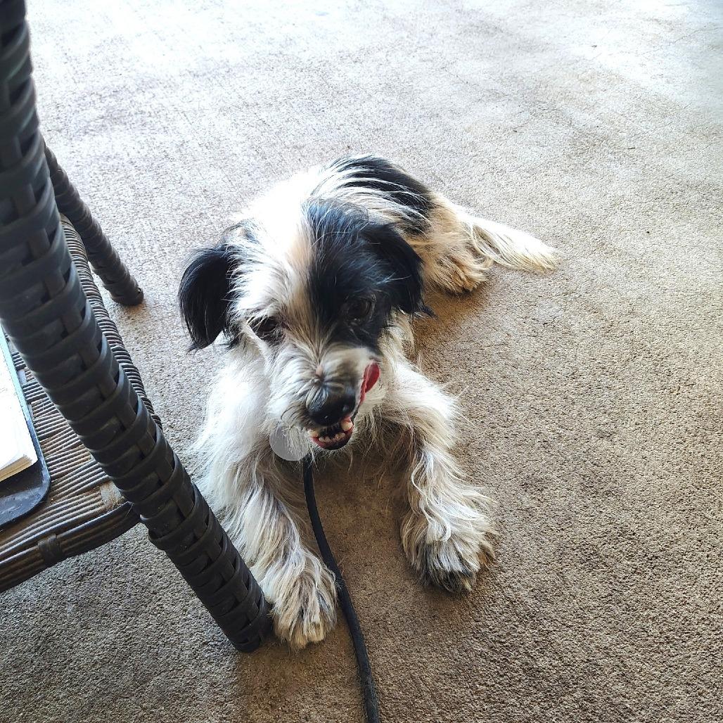 Sparrow Adams, a Adoptable Terrier in Silver Spring, MD image 3/6