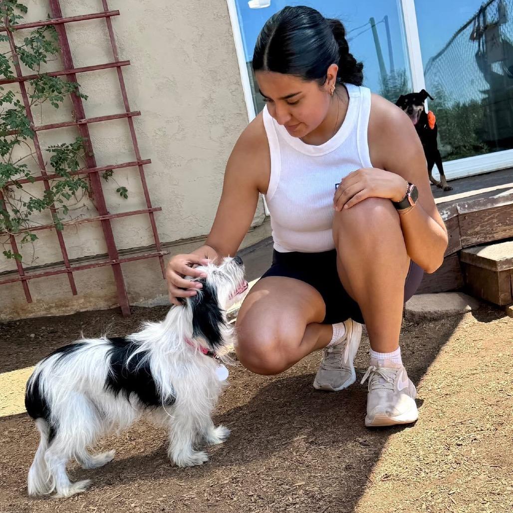 Sparrow Adams, a Adoptable Terrier in Silver Spring, MD image 4/6