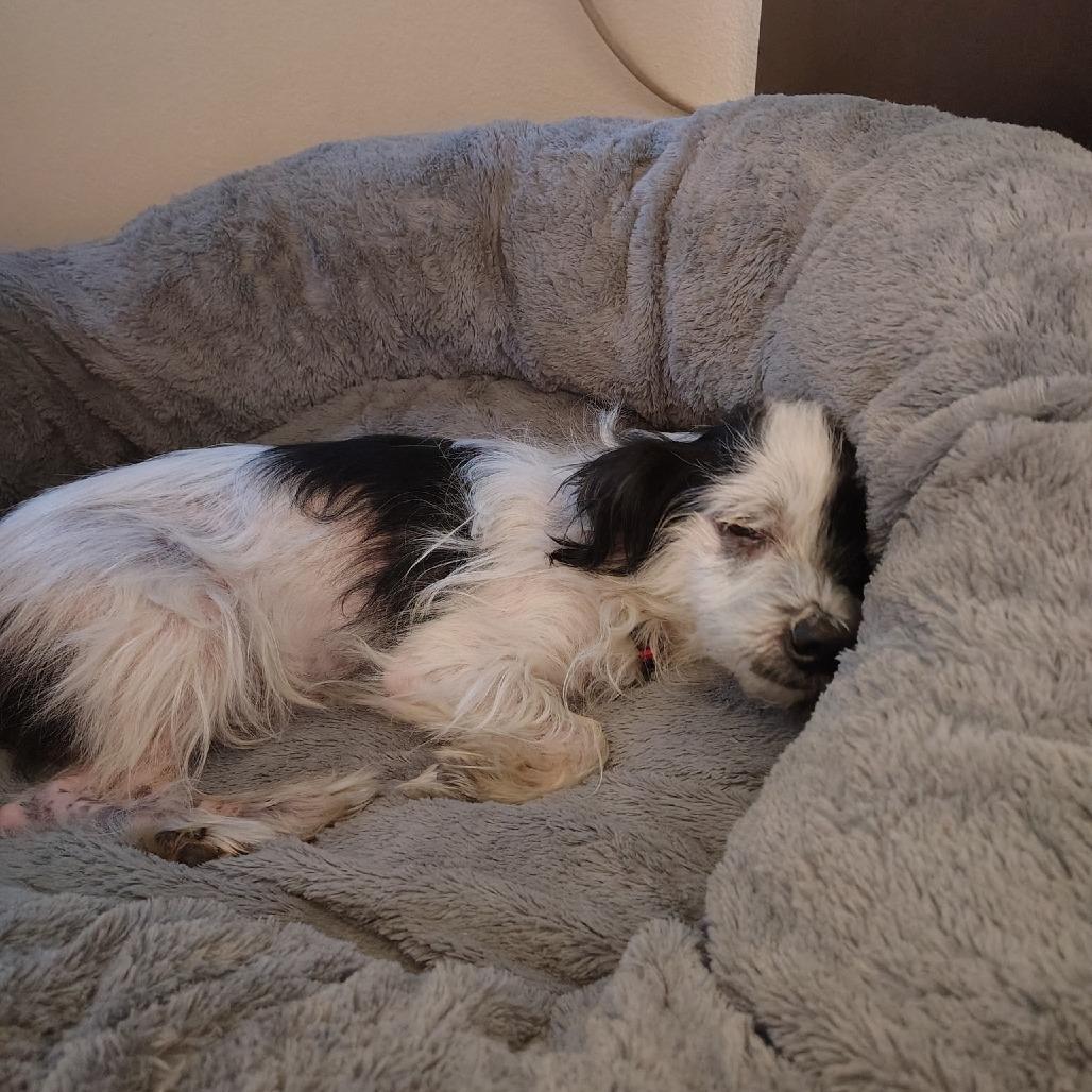 Sparrow Adams, a Adoptable Terrier in Silver Spring, MD image 5/6