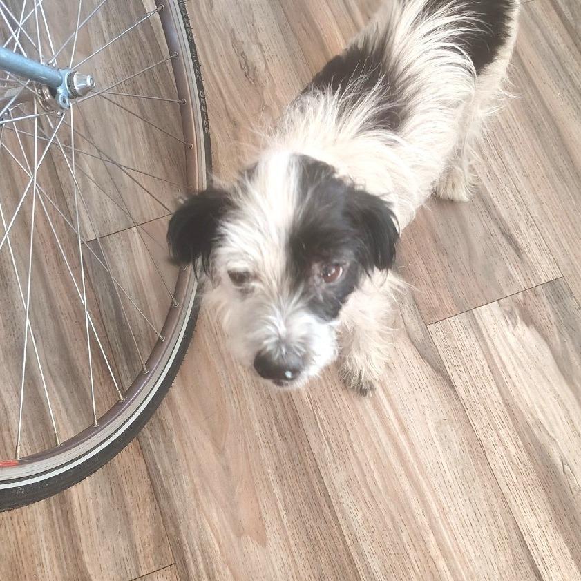 Sparrow Adams, a Adoptable Terrier in Silver Spring, MD image 6/6