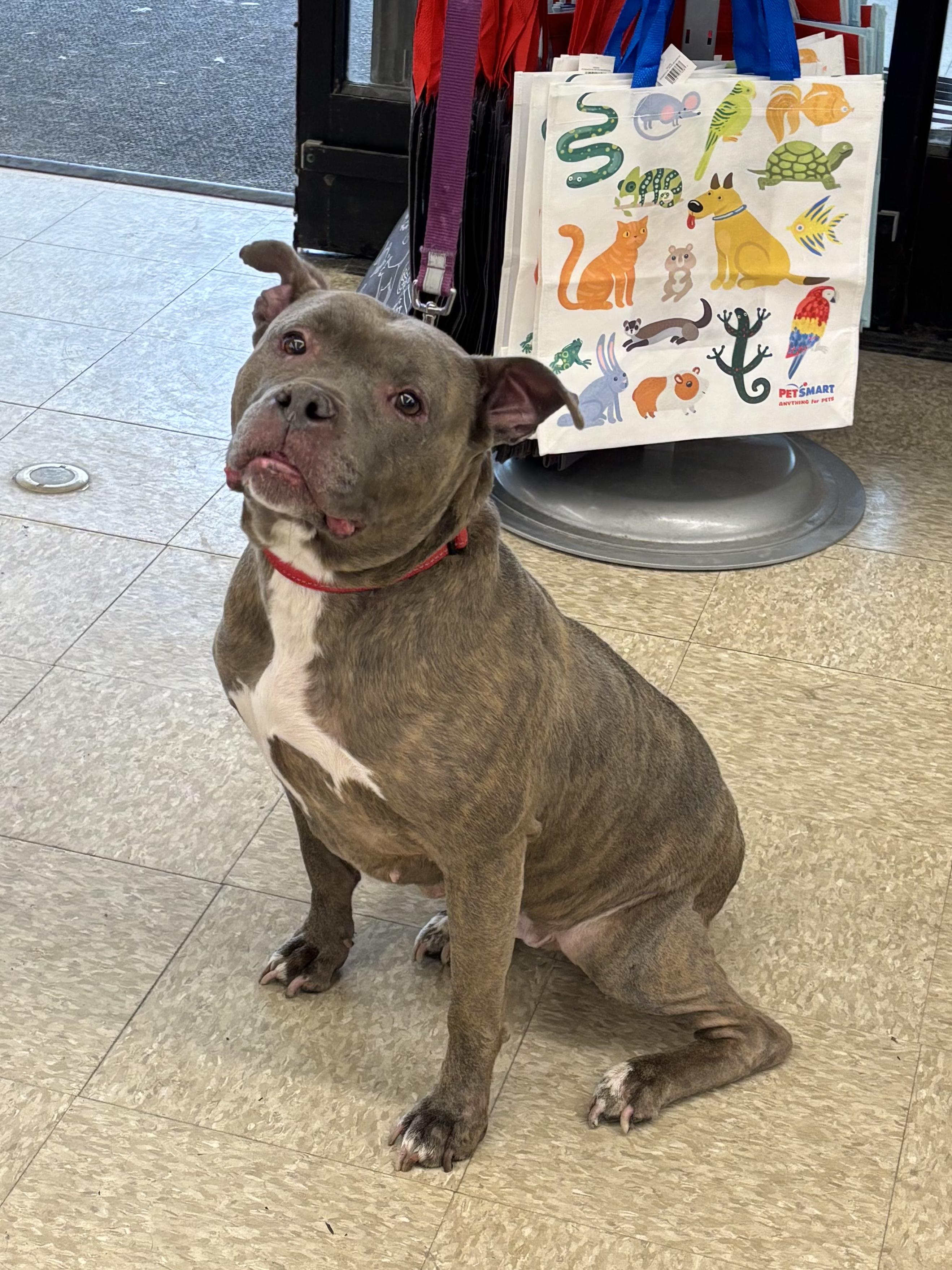 Margo, a Adoptable American Bully in Ashland, OH image 2/3