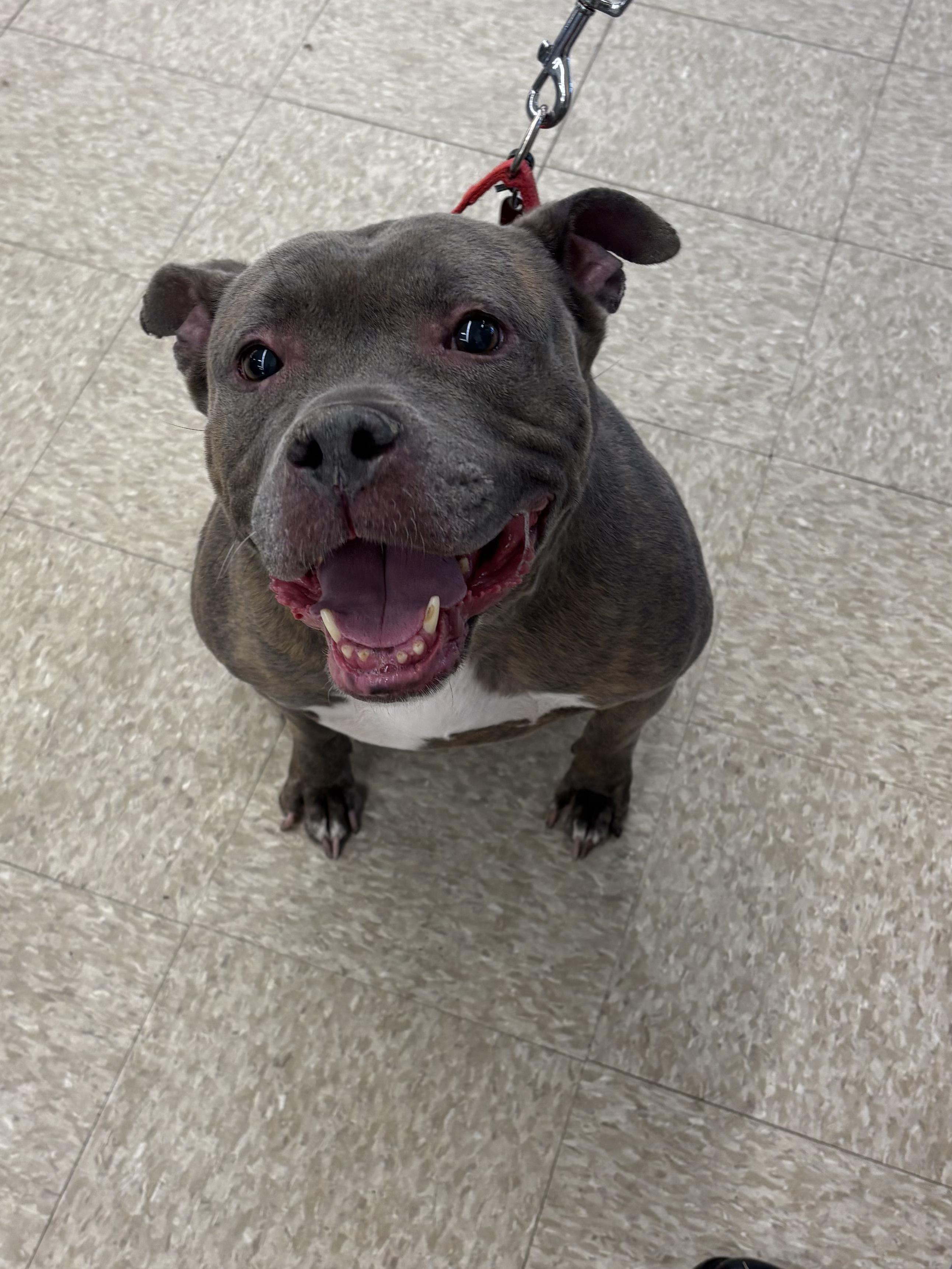 Margo, a Adoptable American Bully in Ashland, OH image 3/3
