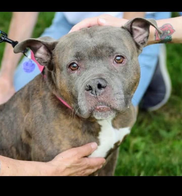 Margo, Adoptable, Senior Female American Bully.