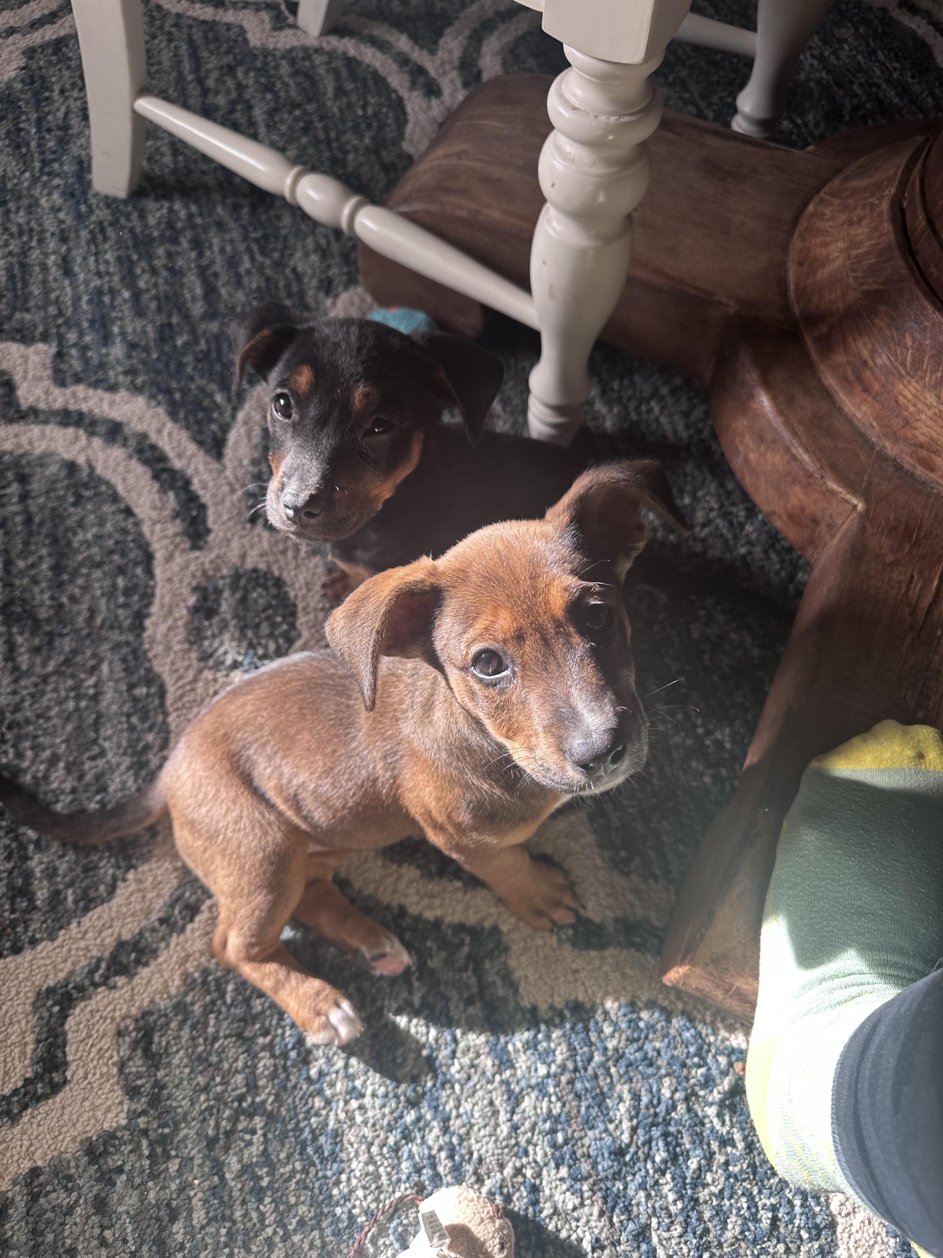 Enlarge Rosie, an adopted Mixed Breed in Mobile, AL image 2/4