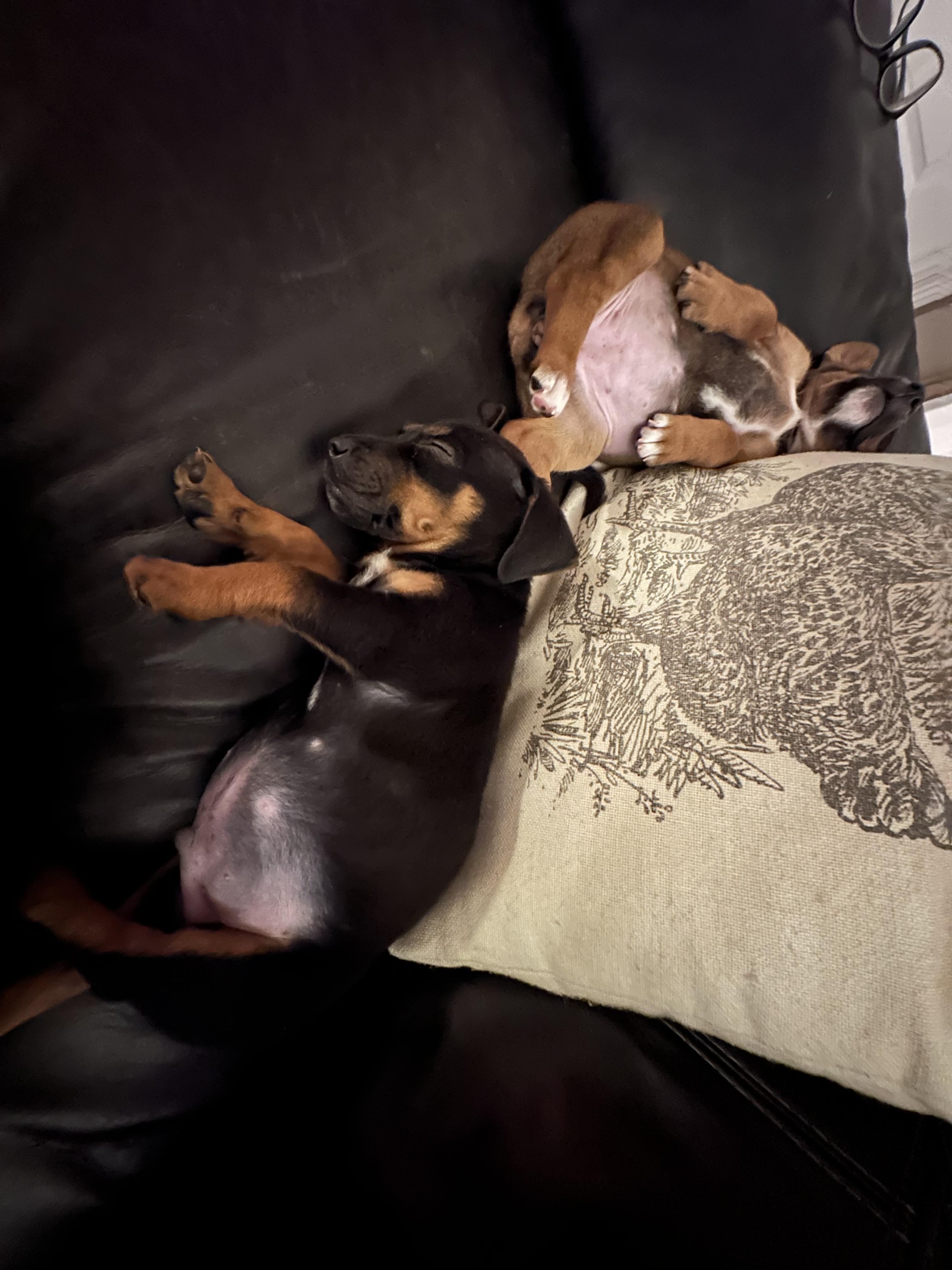 Enlarge Rosie, an adopted Mixed Breed in Mobile, AL image 3/4