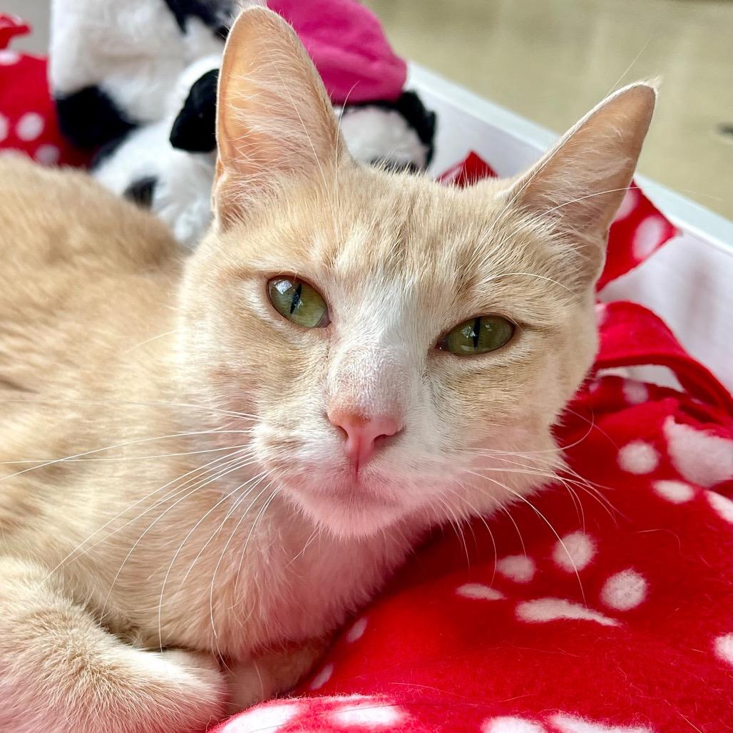 Raven, Adoptable, Adult Female Domestic Short Hair.