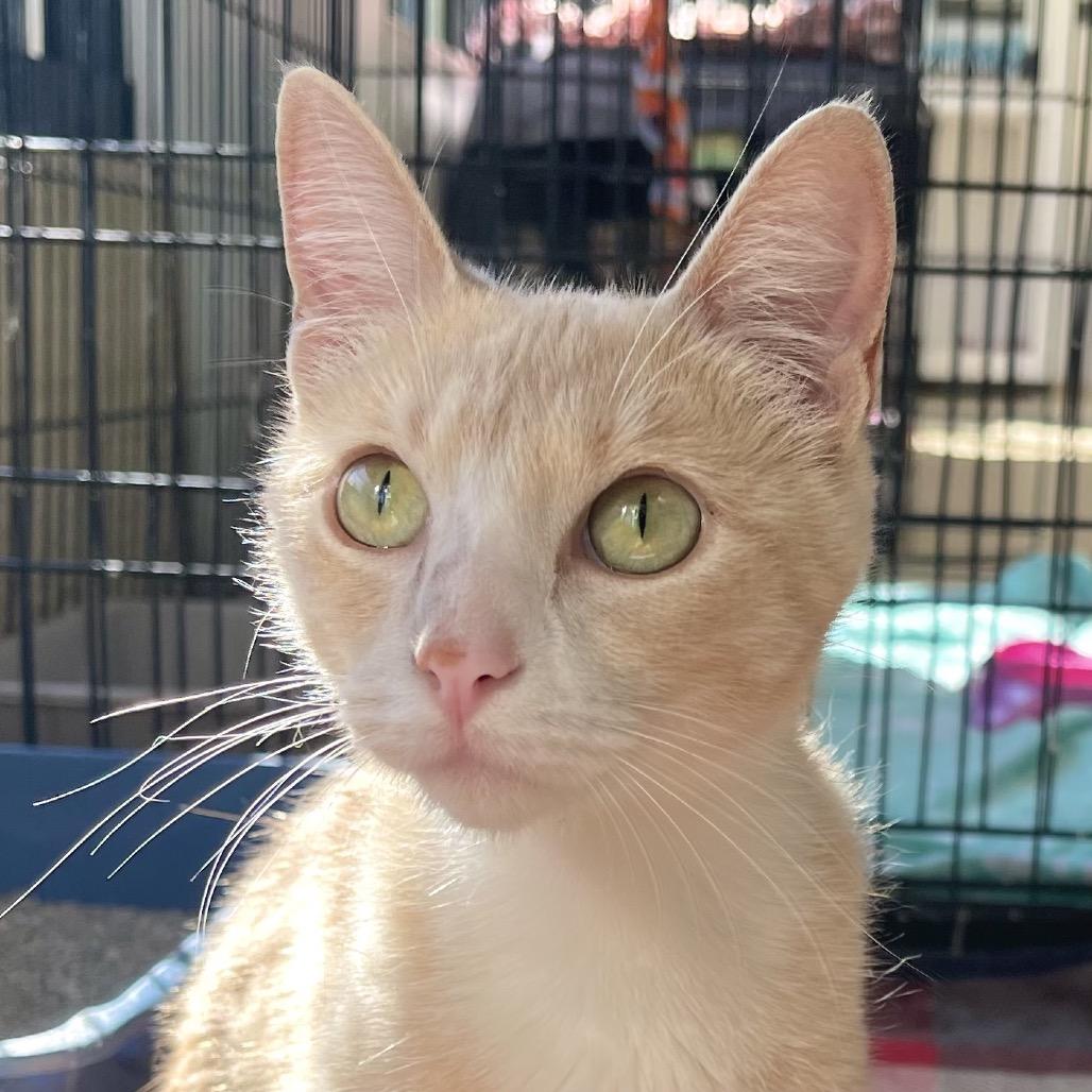 Enlarge Raven, a Adoptable Domestic Short Hair in Deerfield, IL image 2/6