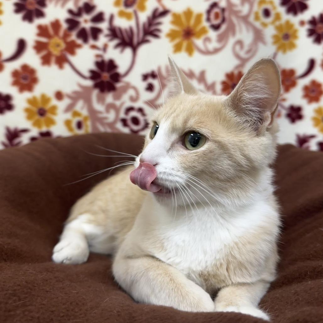 Enlarge Raven, a Adoptable Domestic Short Hair in Deerfield, IL image 3/6