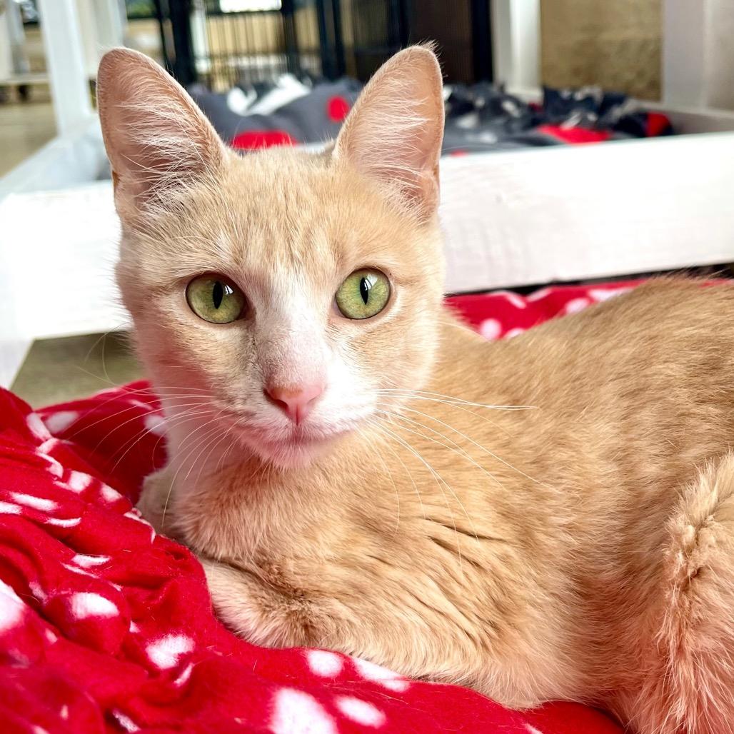 Enlarge Raven, a Adoptable Domestic Short Hair in Deerfield, IL image 4/6