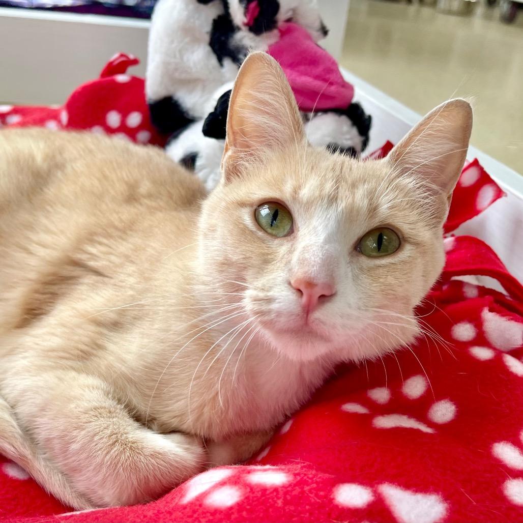 Enlarge Raven, a Adoptable Domestic Short Hair in Deerfield, IL image 6/6