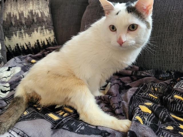 Enlarge Theia, a Adoptable Domestic Medium Hair in North Kingstown, RI image 3/6