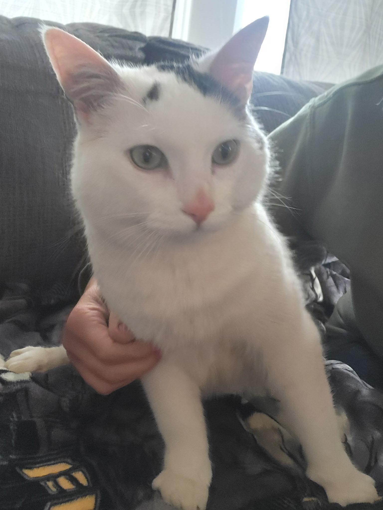 Enlarge Theia, a Adoptable Domestic Medium Hair in North Kingstown, RI image 6/6