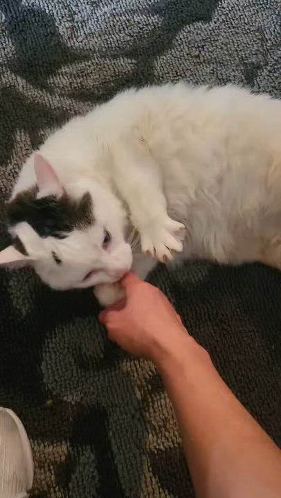 Enlarge Theia, a Adoptable Domestic Medium Hair in North Kingstown, RI video 5/6