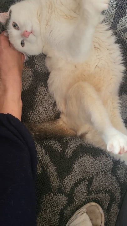Enlarge Theia, a Adoptable Domestic Medium Hair in North Kingstown, RI video 4/6