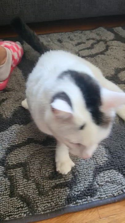 Enlarge Theia, a Adoptable Domestic Medium Hair in North Kingstown, RI video 2/6