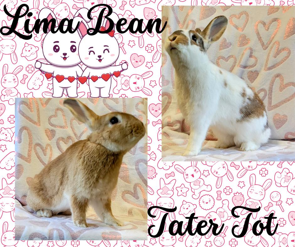 Lima Bean and Tater Tot photo 1