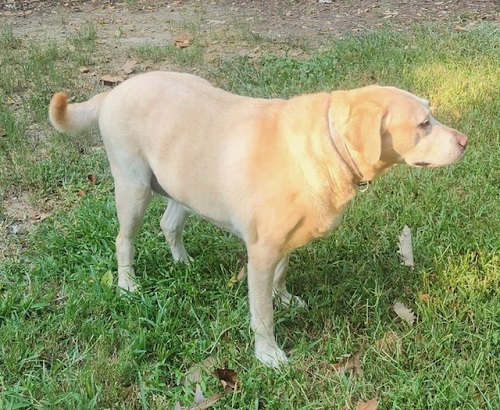 Nola #14, a Adoptable Yellow Labrador Retriever in Killingworth, CT image 3/5