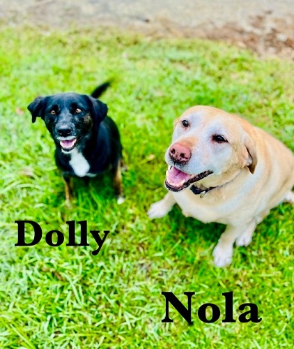 Nola #14, a Adoptable Yellow Labrador Retriever in Killingworth, CT image 5/5