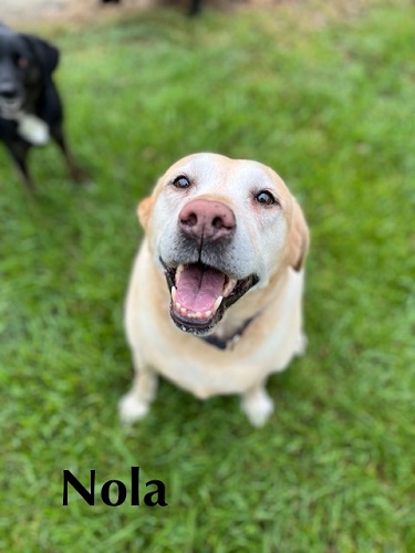 Nola #14, a Adoptable Yellow Labrador Retriever in Killingworth, CT image 1/5