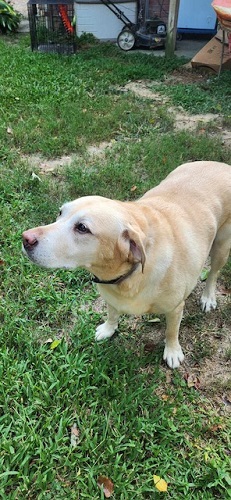 Nola #14, a Adoptable Yellow Labrador Retriever in Killingworth, CT image 2/5