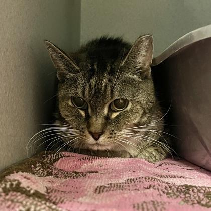 Enlarge Ciara, a Adoptable mixed breed in Quakertown, PA image 1/2