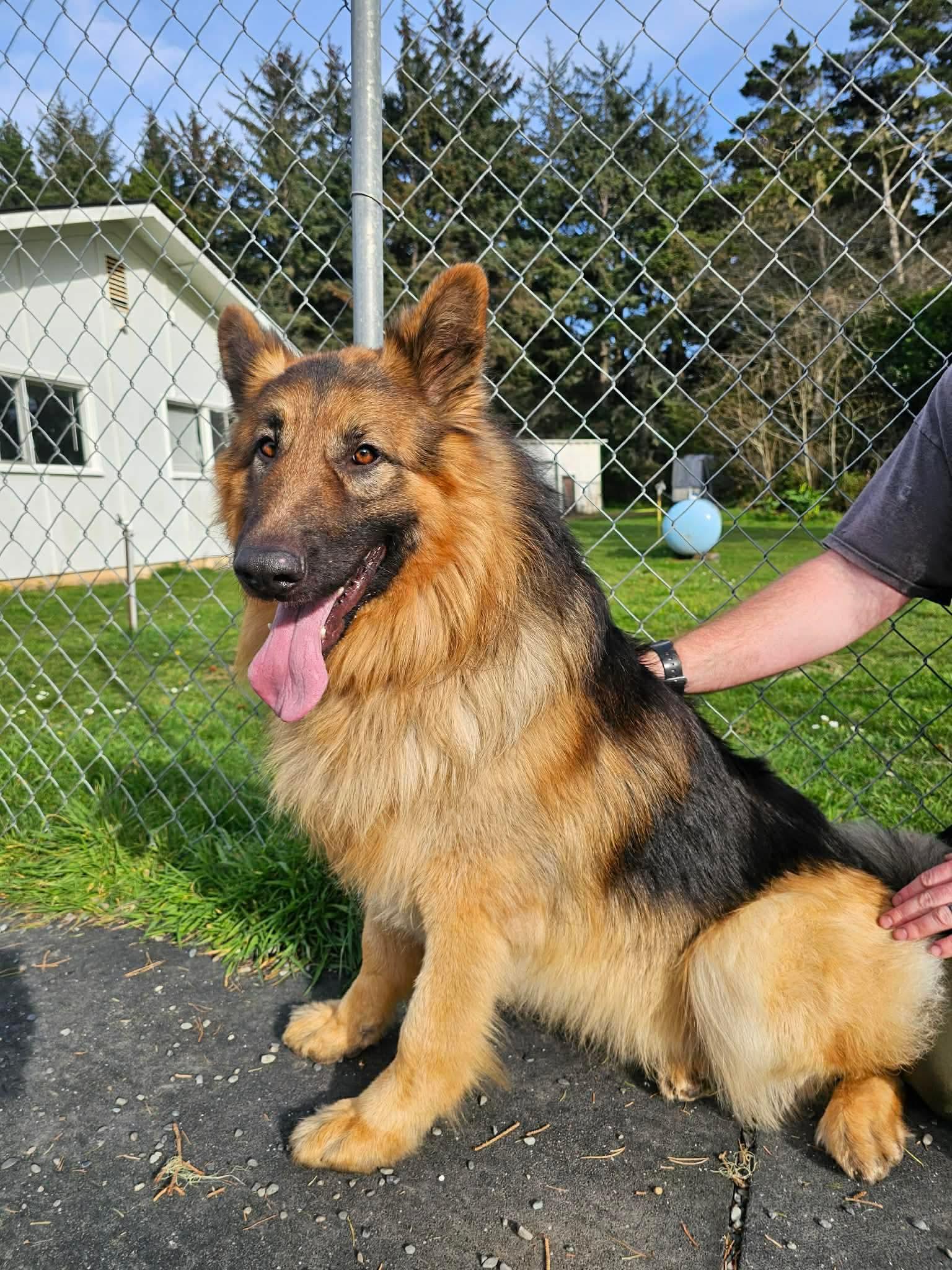 Shaggy, ADOPTABLE, Adult Male German Shepherd Dog.
