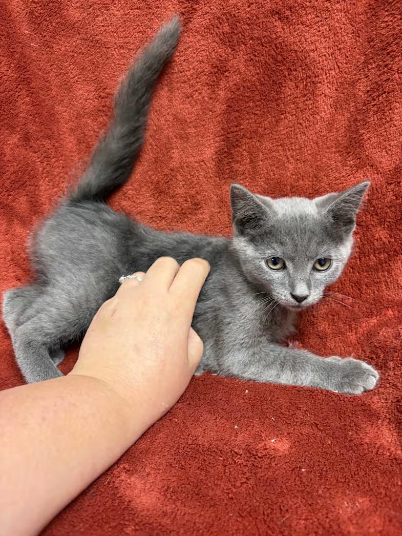 Enlarge Cash, a Adoptable Domestic Short Hair in Greensboro, NC image 1/4