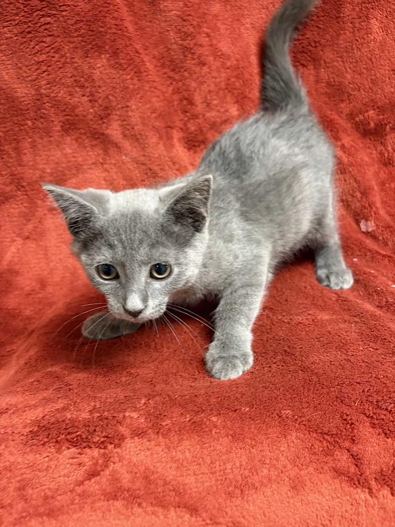 Enlarge Cash, a Adoptable Domestic Short Hair in Greensboro, NC image 2/4