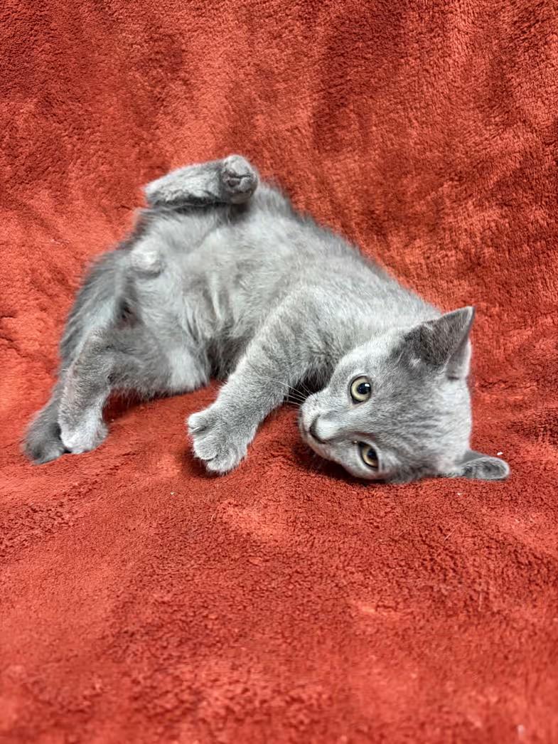 Enlarge Cash, a Adoptable Domestic Short Hair in Greensboro, NC image 4/4