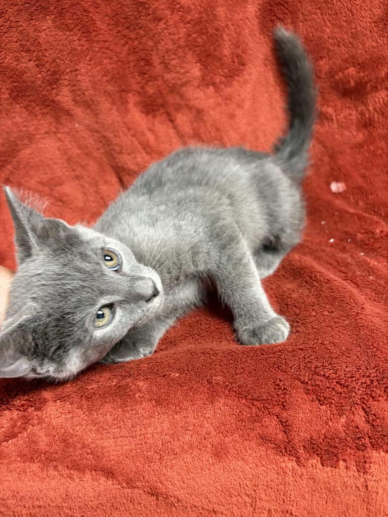 Enlarge Cash, a Adoptable Domestic Short Hair in Greensboro, NC image 3/4