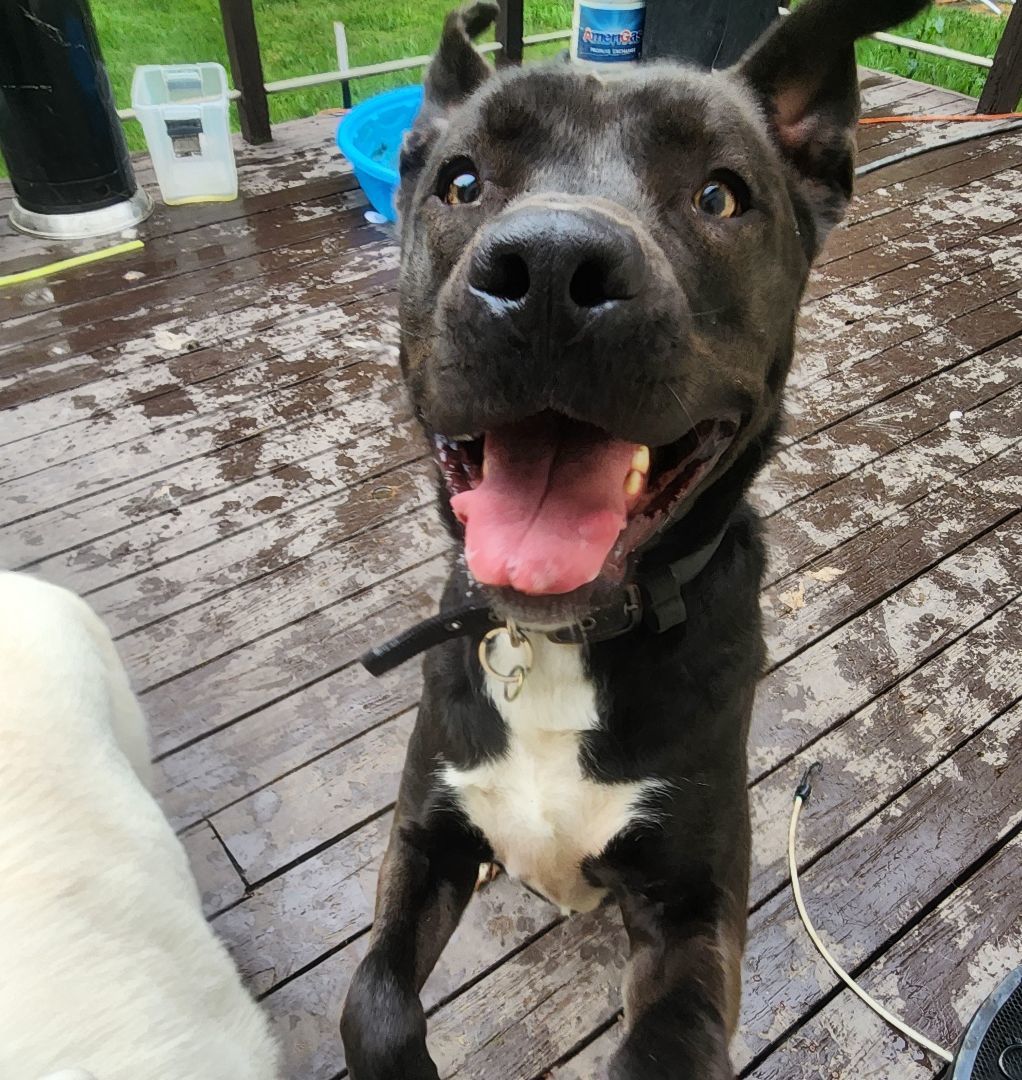 Duke, a Adoptable Mixed Breed in Brunswick, OH image 2/6