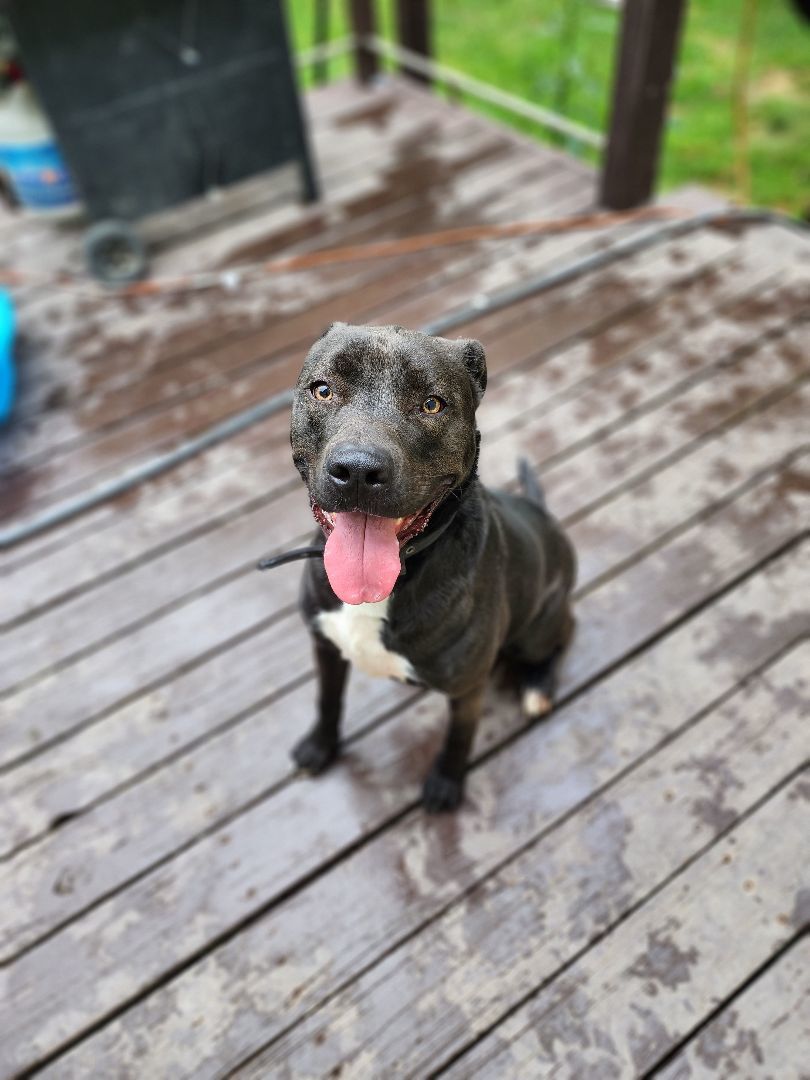 Duke, a Adoptable Mixed Breed in Brunswick, OH image 3/6